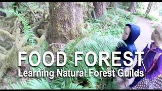 Food Forest: Learning About Natural Forest Guilds