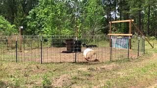 Hog catch pen Southwest Georgia April 2018