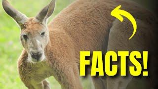 Discover the Fascinating World of Kangaroos and Their Unique Behaviors