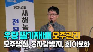 우량딸기재배 모주관리 모주생산 웃자람방지 화아분화