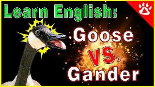 Learn English Idioms: What's Good For The Goose