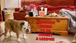 Reuben the Bulldog: They Never Learn