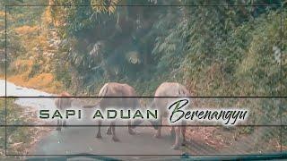 WISATA CURUG LEUWI HEJO BERENANG YUK