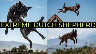 World's Greatest Dutch Shepherd | Epic Dutchies