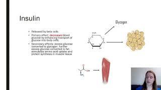 Insulin vs Glucagon