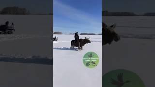 Загнали лосей на снегоходе. Осторожно Мат!! 18+