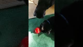 Cats with Babble Ball