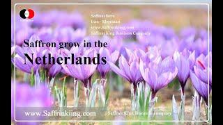 Saffron grow in the Netherlands - King Business Company