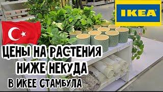 IKEA в Стамбуле. Обзор растений и аксессуаров с ценами. Как выбрать сансевиерию без клеща