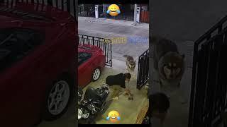 Aiii Aamai  Dubbing Dappa #funny #shorts #dog #comedy #shortsfeed #funnyanimals #animals #doglover