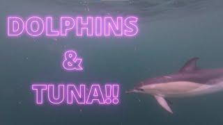 Shark Fishing Falmouth - Part One - Unbelievable Tuna & Dolphin Footage