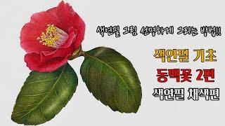 색연필기초/ 동백꽃 2편/색연필 채색편/색연필 보태니컬아트 기초/colored pencils botanical art
