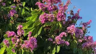 Lagerstroemia speciosa, Queen's crepe myrtle, Pride of India