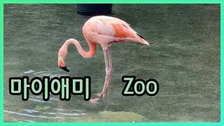 [미국일상]더위에 지친 동물들 마이애미 동물원 VLOG Zoo Miami