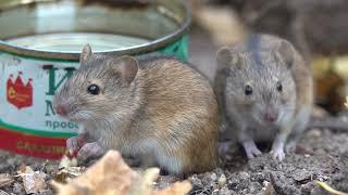 Мыши перекусывают / Mice are snacking