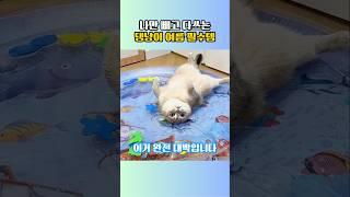 나만 빼고 다 쓰는 댕냥이 워터매트