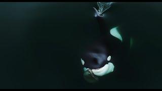 Orca Captures Seal in Surreal Drone Footage