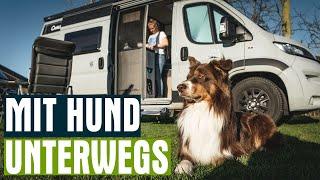 Camping mit Hund - Unsere Tipps & Tricks