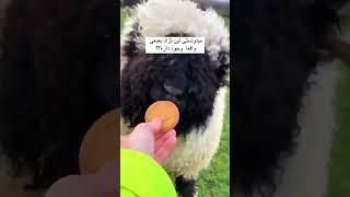 میدونستی این نژاد از بره ناقلا واقعا در واقعیت وجود داره 