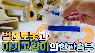 벌레로봇 과 아기고양이의 한판승부 ! 새로운 고양이장난감 받고 신난 아기고양이! 고양이 vlog