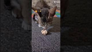 cat is eating cat food#catfoods #foodchallenge #shortvideo #tiktok ##short #comedy #funnyvideo