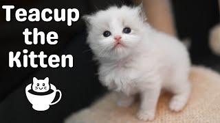 Ragdoll Kitten Day in the Life So Cute! Tiny Kitten