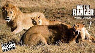 Big Lion Breaks Spine Of Youngster | Explanation | Maasai Mara/Zebra Plains