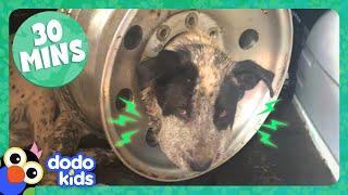 Dog Stuck In Tire And More Incredible Animal Rescues! | 30 Minutes Of Animal Videos | Dodo Kids