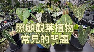 照顧觀葉植物常見的問題［翡歐娜視記］ep.115#觀葉植物喜歡的環境#澆水問題#施肥#病蟲害#換盆#水苔棒