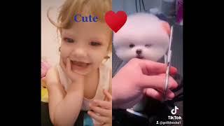 Cute Mini dog tiktok due @emily h channel