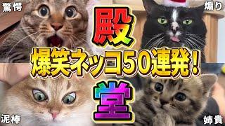 【2ch動物スレ殿堂入り猫編】ツッコミどころ満載なおもしろ猫動画50連発！Part8（鳴き声、しゃべる、子猫、かわいい）