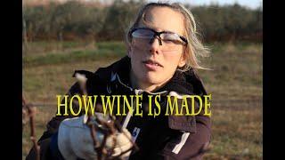 How is Wine made?  Phase 1 - Vine pruning