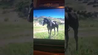 My Reverse black Dapple￼ Thoroughbred￼ rdr2 Review￼ ￼