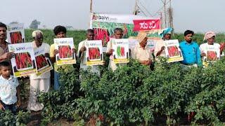 SUKHI  -Saivi Seeds pvt ltd  -  Kiran Hybrid seeds , Ballari