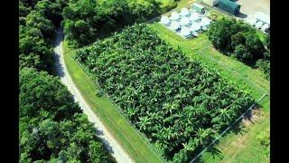 Syntropic Agroforestry Cacao Research Plot at James Cook University, Cairns - Australia