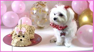 My Dog First Birthday It's Pawty Time | xoxo Lucy the Maltese