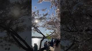 Cherry Blossom Festival in D.C. #cherryblossom #cherryblossomfestival #washingtondc #dc