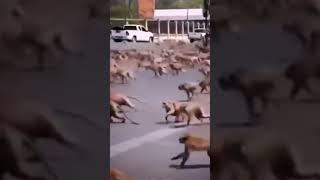 Dogs vs monkeys street war for territory.#war #animals #dogs #monkey #dog #fight #nationalgeographic