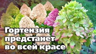 Как правильно выбрать сорт гортензии для своего участка