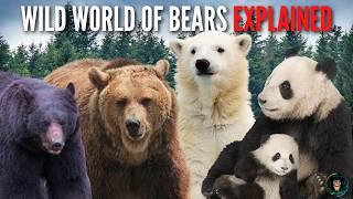 Wild World of Bears!  Whats the Difference?