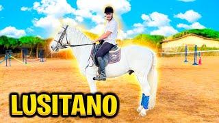 CAVALO LUSITANO