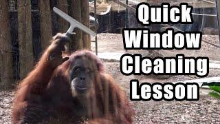 How to clean windows? - A monkey can do it!