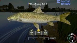 Akhtuba River spot, Trophy Short-headed Barbel - #70 - Russian Fishing 4 / RF4