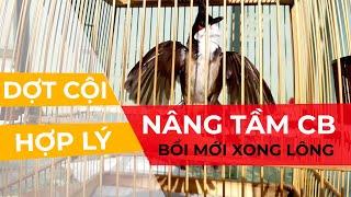 DỢT ĐÚNG CÁCH - NÂNG TẦM CHIẾN BINH - CHÀO MÀO HÓT ĐẤU