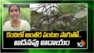 With intercropping in Kandi.. Additional income | With Intercropping in Kandi.. Additional Income | 10TV