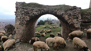 Anadolunun Karayaka Koyunu Tarihin içinde Koyunculuk