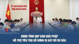 UBND tỉnh họp bàn giải pháp hỗ trợ tiêu thụ gỗ rừng bị gãy đổ do bão