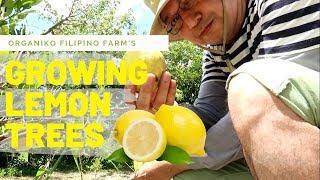 Growing Biggie Size Lemon in the Farm