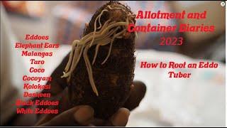 D.W.W. Gardening 2023 - Eddoe Plants, How I Grow Mine