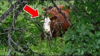 Farmer Finds His Missing Cow After 8 Months – What Happens Next WILL SHOCK YOU!